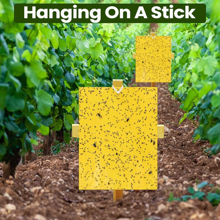Double Sided Sticky Bug Traps – Cheerstash